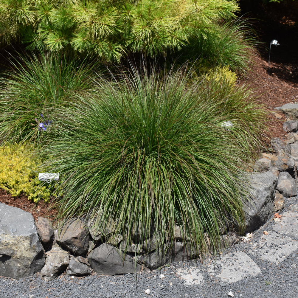 Burgundy Bunny Dwarf Fountain Grass