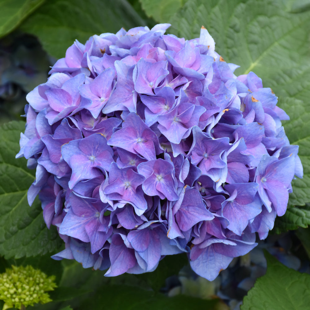 Hydrangea macrophylla 'SMHMTAU'