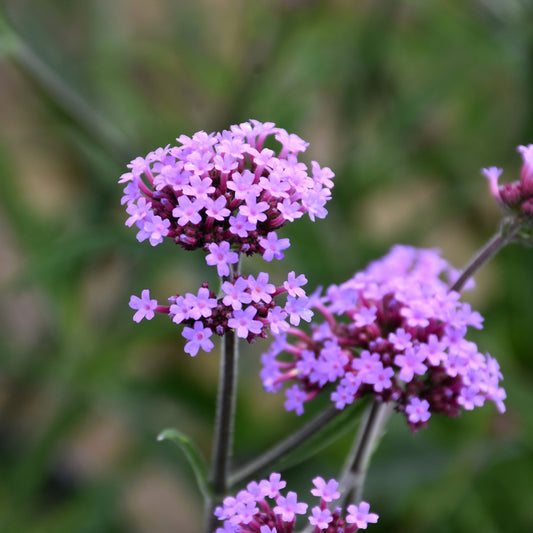 Verbena bonariensis 'Lollipop'