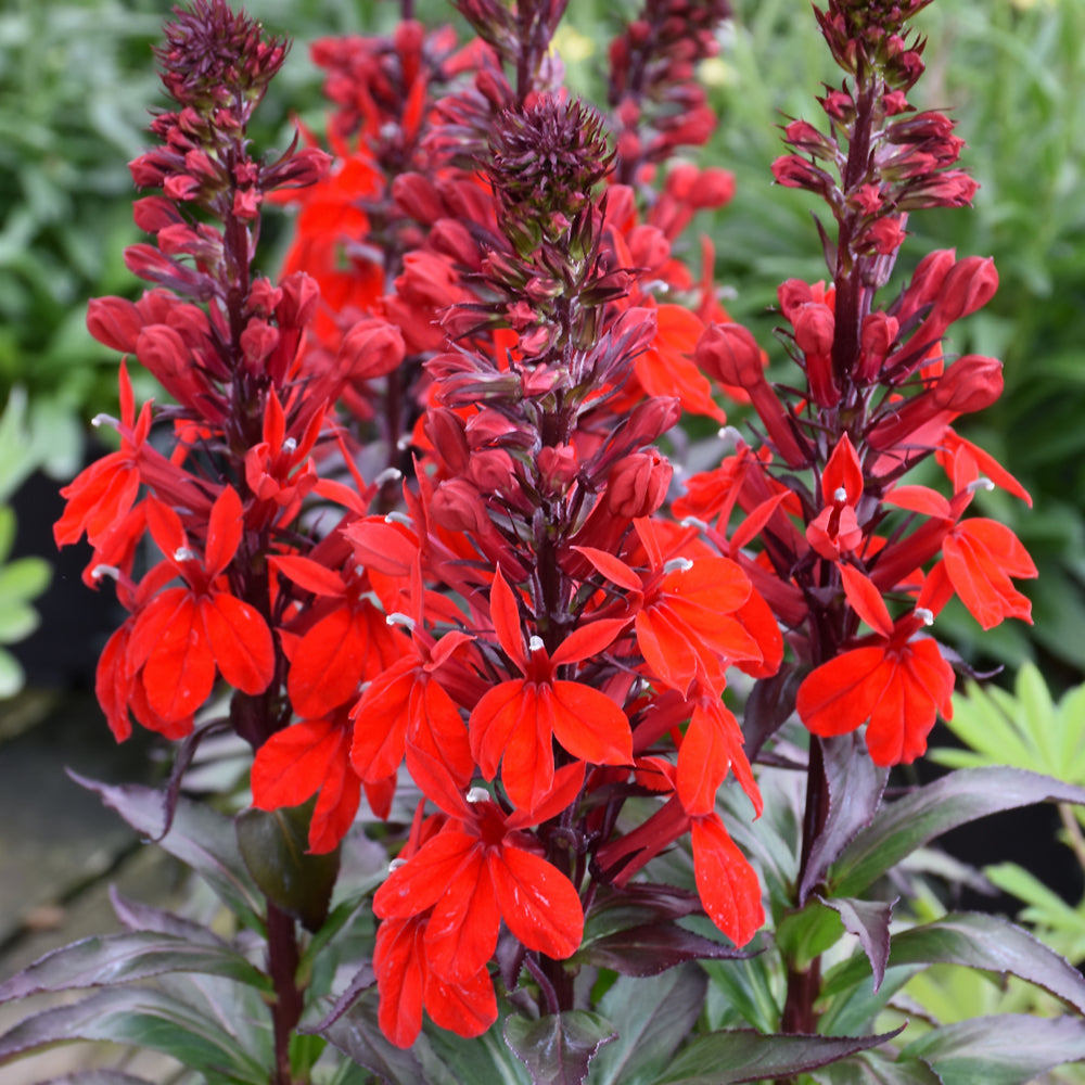 Lobelia 'Starship Scarlet'