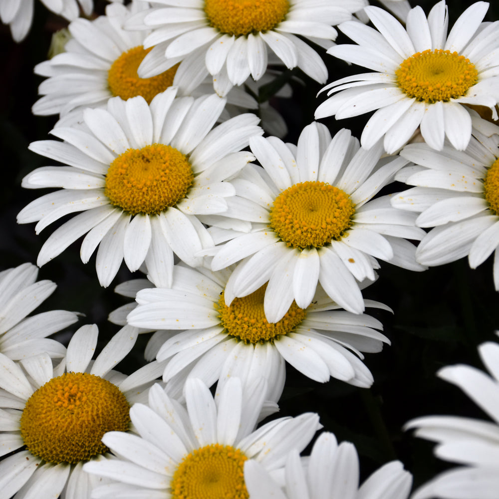 Leucanthemum x superbum 'Snowcap'