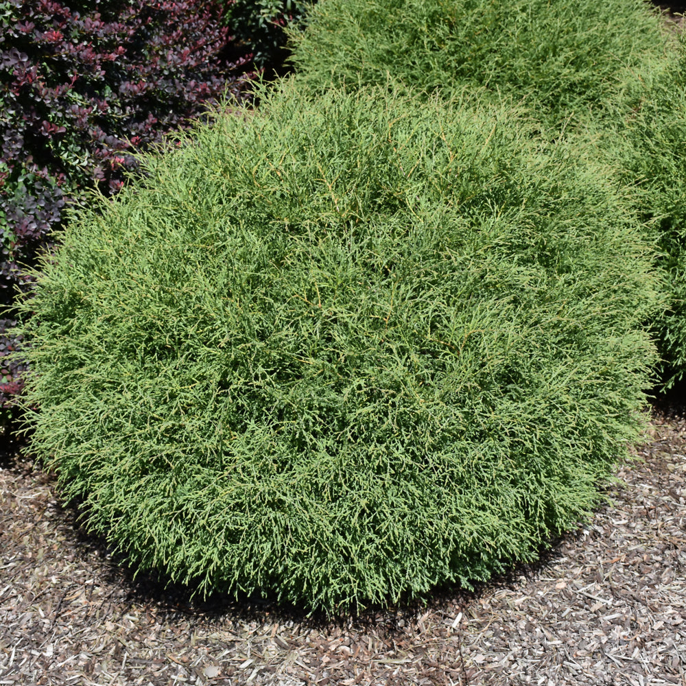 Thuja occidentalis 'Bobazam'