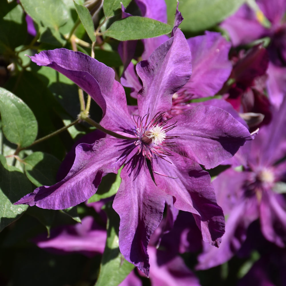 Clematis 'Fleuri'