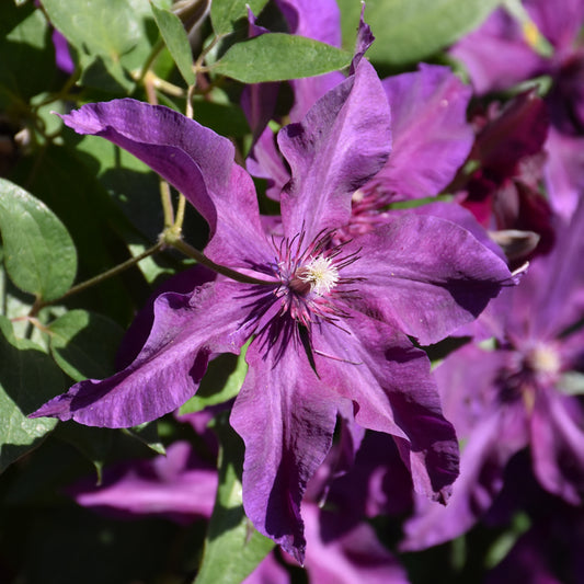 Clematis 'Fleuri'