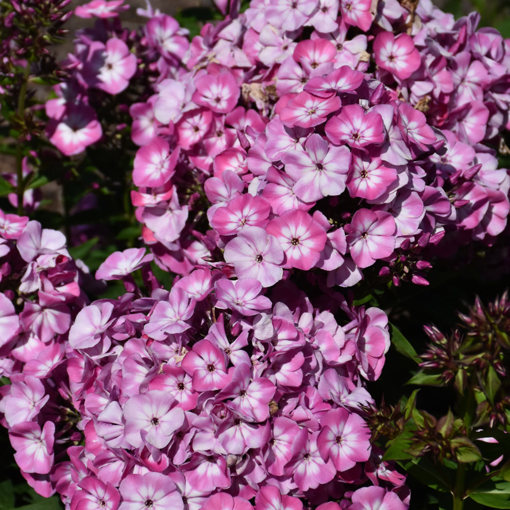 Phlox paniculata 'Barthirtyfive'