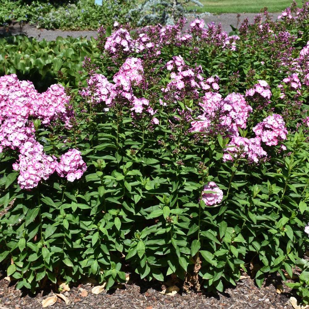 Volcano® Pink with White Eye Garden Phlox