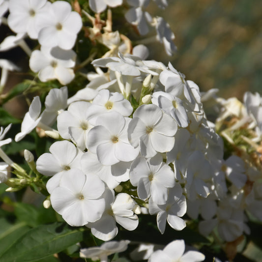 Phlox paniculata 'Barthirtytwo'