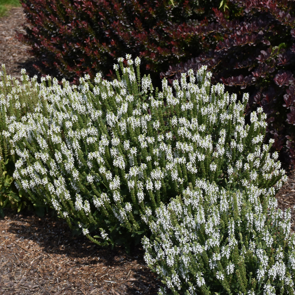 Salvia x sylvestris 'Snow Hill'