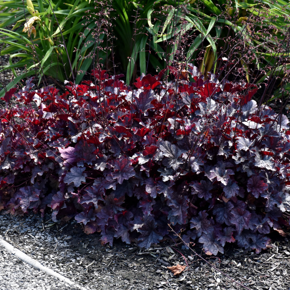 Plum Pudding Coral Bells