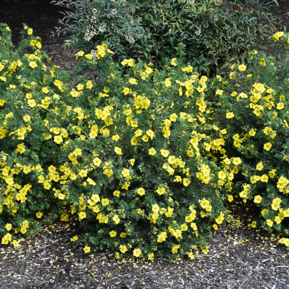 Cheesehead™ Potentilla