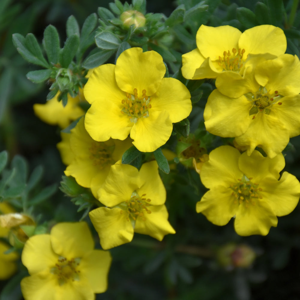 Potentilla fruticosa 'SMPFMY'