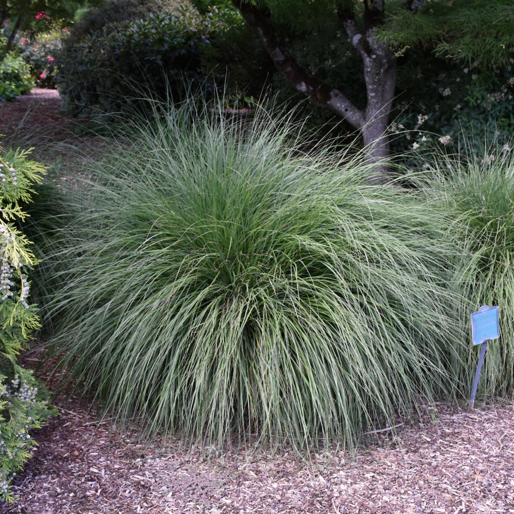 Hameln Dwarf Fountain Grass