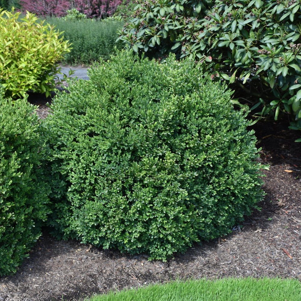 Buxus 'Green Velvet'