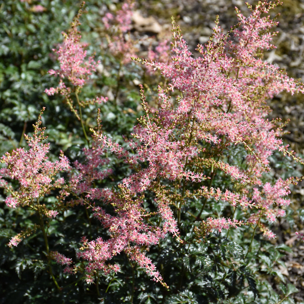 Astilbe simplicifolia 'Hennie Graafland'