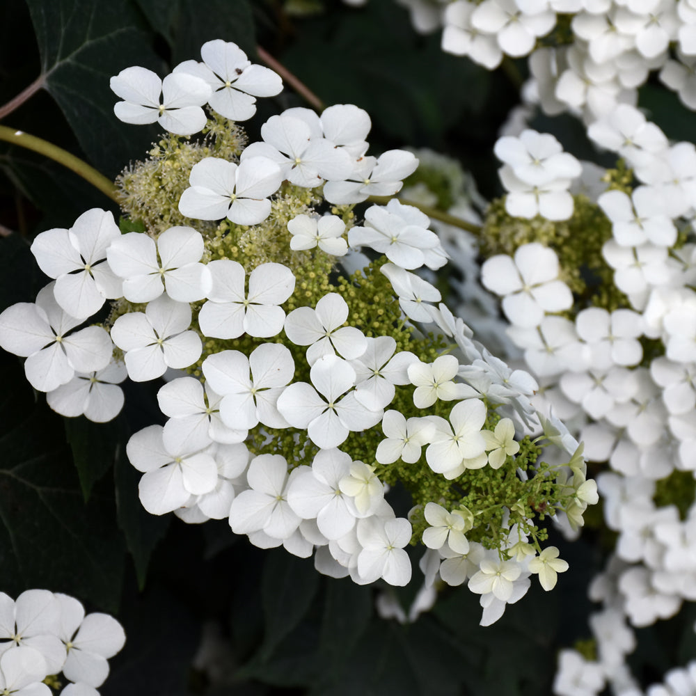 Pee Wee Hydrangea