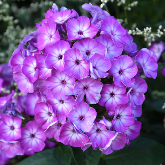 Phlox paniculata 'Barthirtythree'