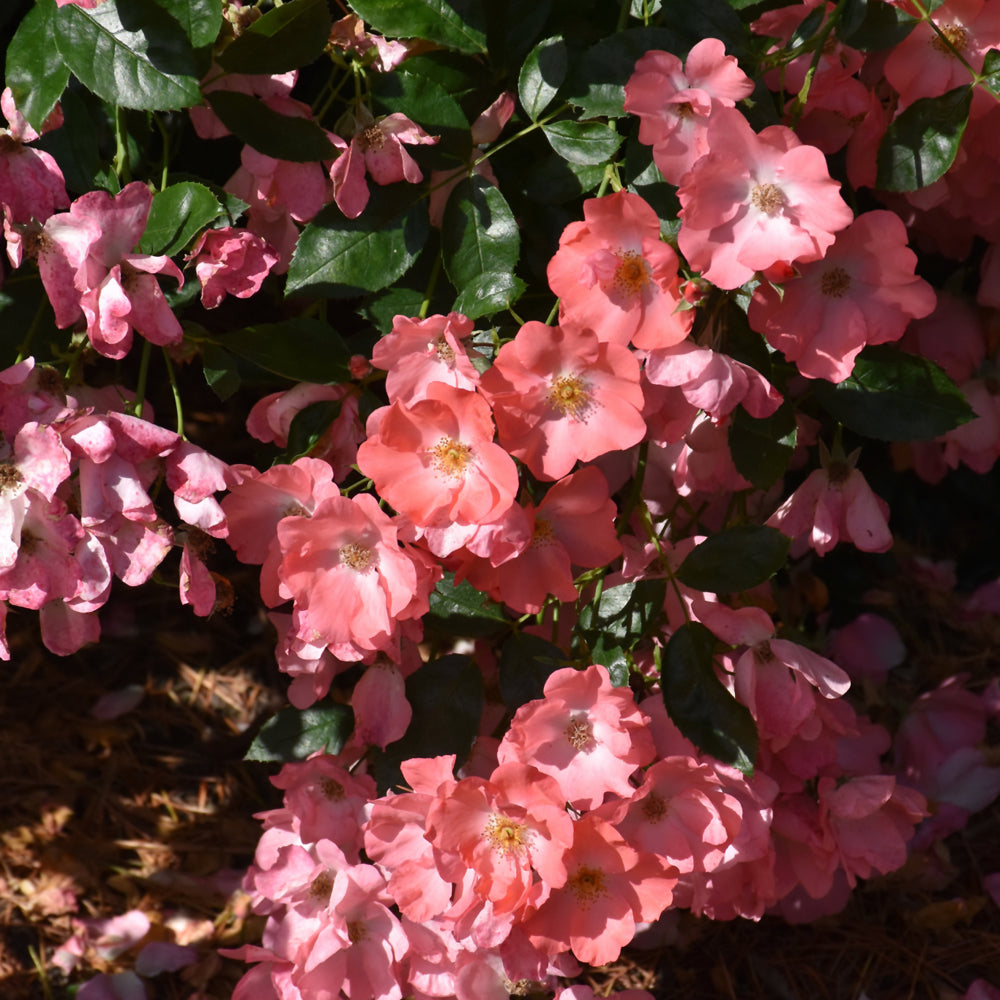 Flower Carpet Coral Rose