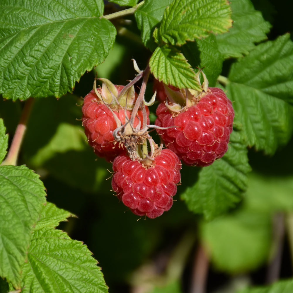 Rubus 'NR7'