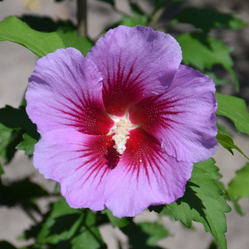 Hibiscus syriacus 'Gandini Santiago'