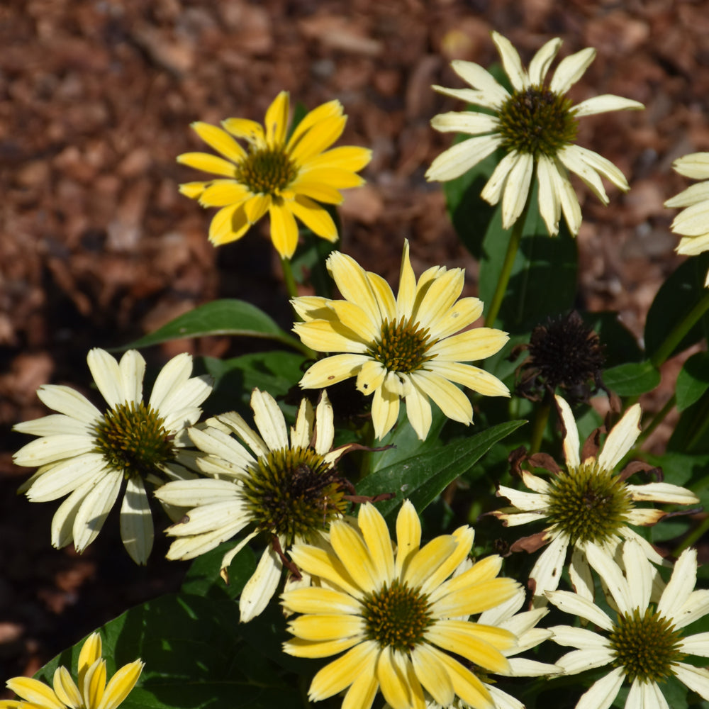 Sombrero® Summer Solstice Coneflower