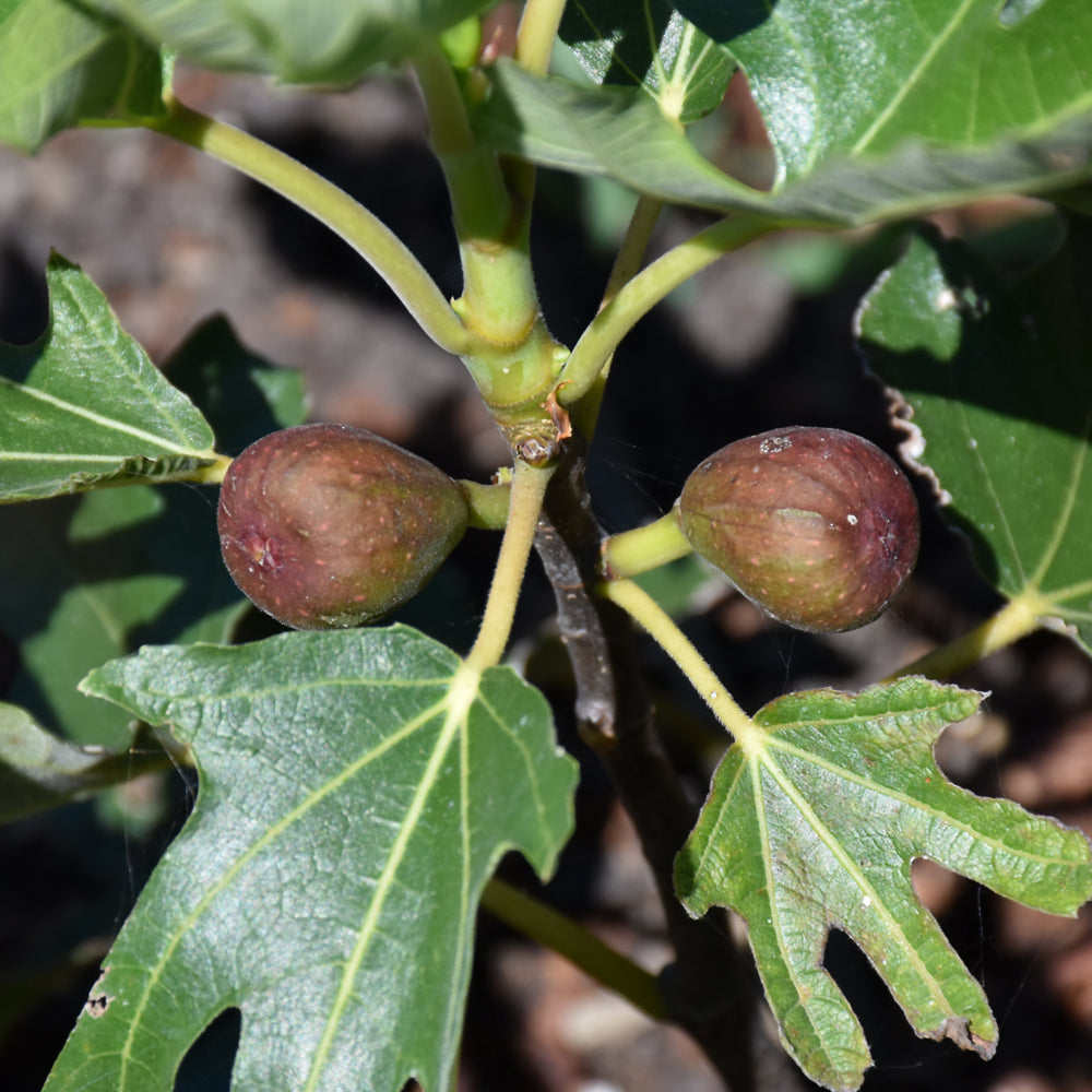 Ficus carica 'MAJOAM'