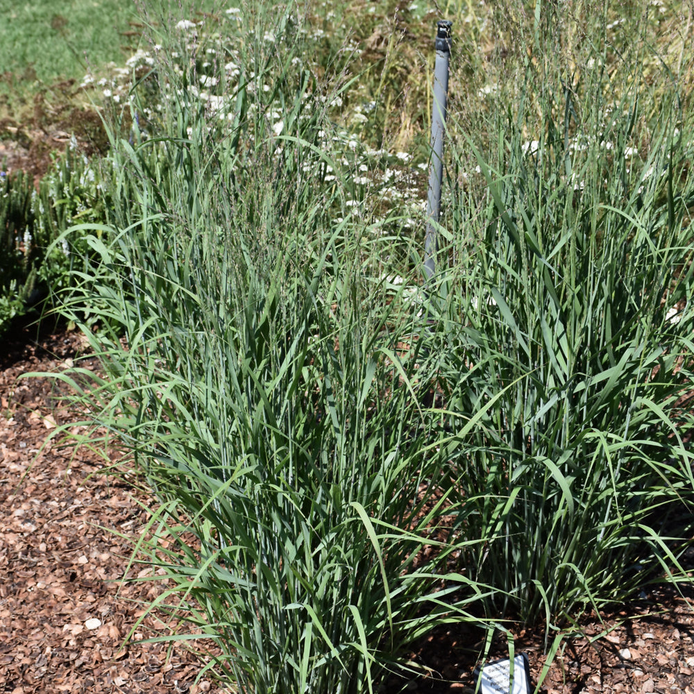 Panicum virgatum 'Purple Tears'