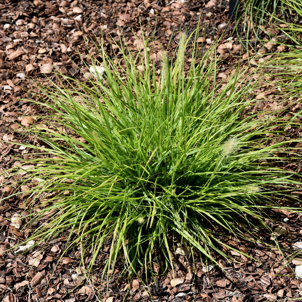 Pennisetum alopecuroides 'JS Jommenik'