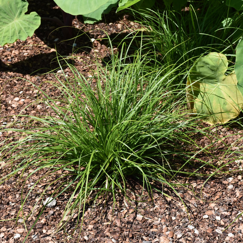 Carex cherokeensis