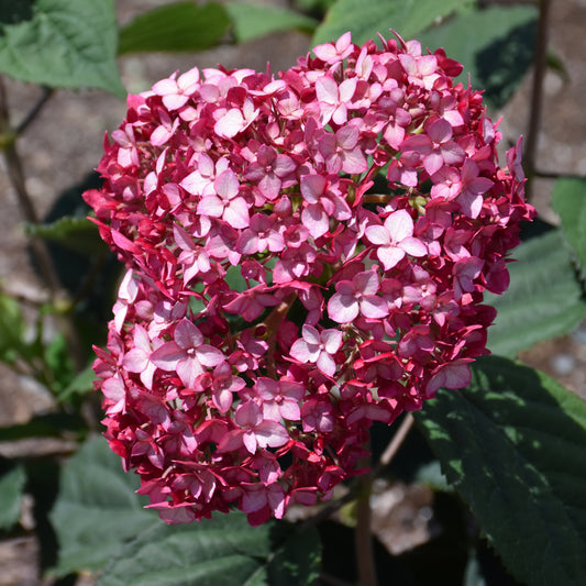 Hydrangea arborescens 'NCHA3'