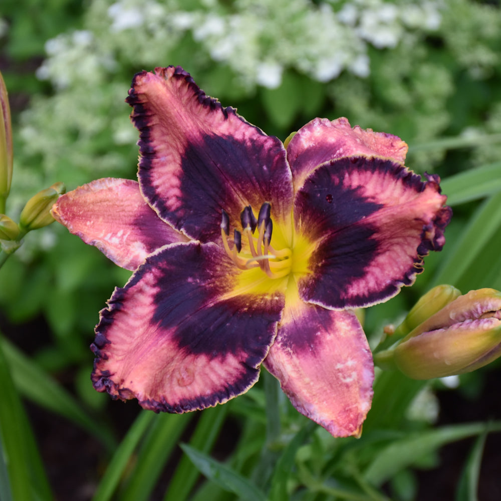 Hemerocallis 'Storm Shelter'