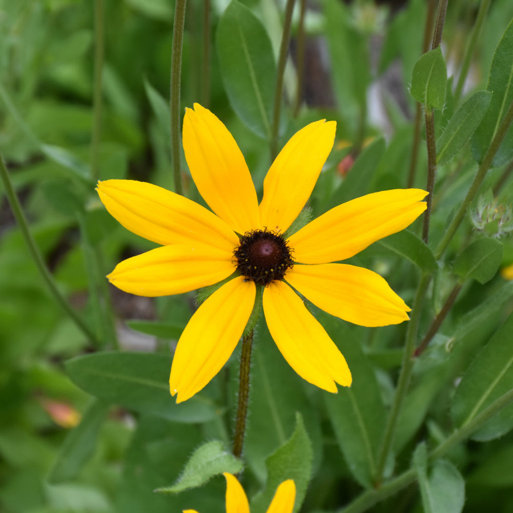 Rudbeckia hirta