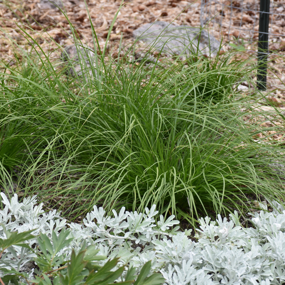 Carex appalachica