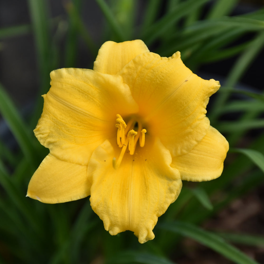 Hemerocallis 'Stella de Oro'