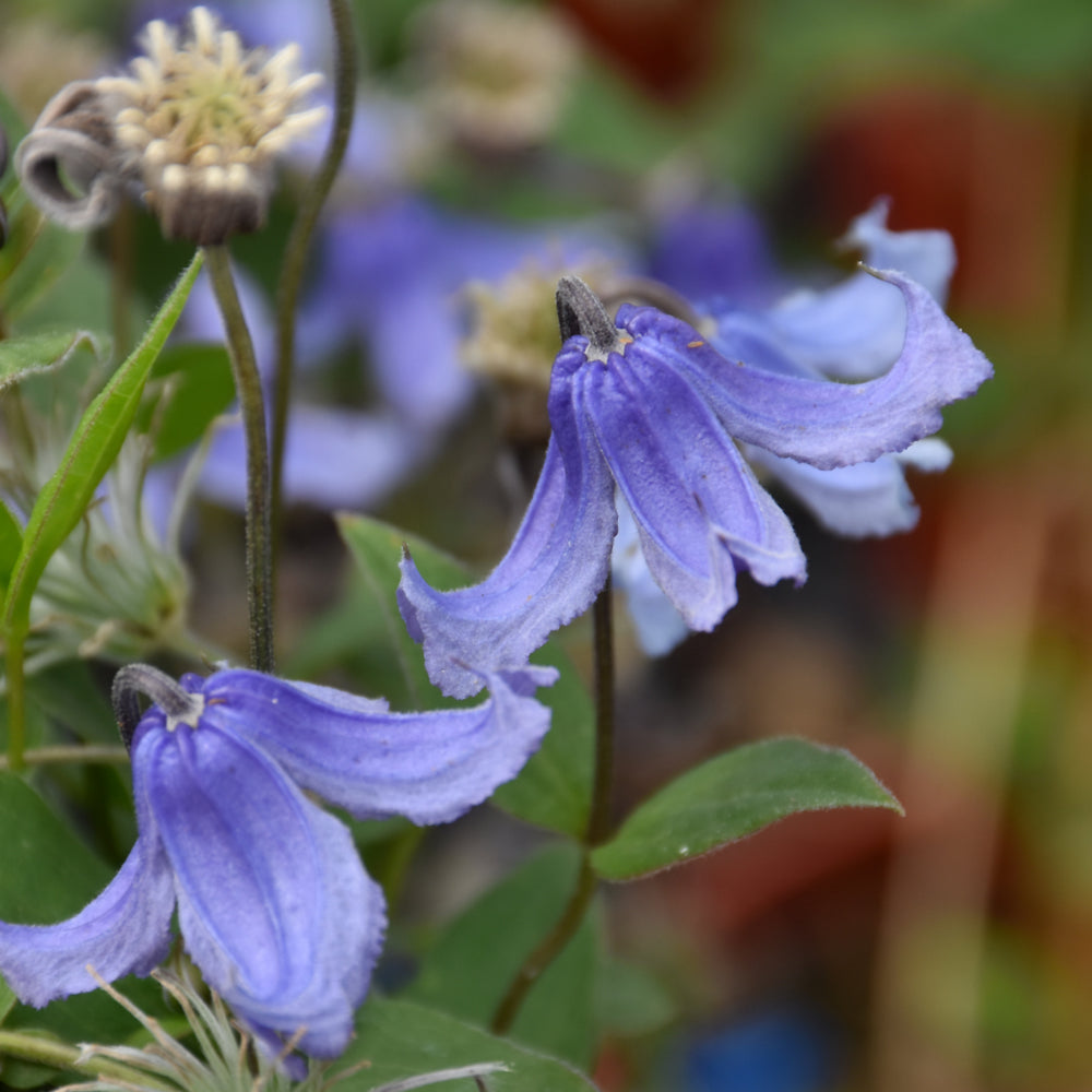 Clematis 'Stand By Me'