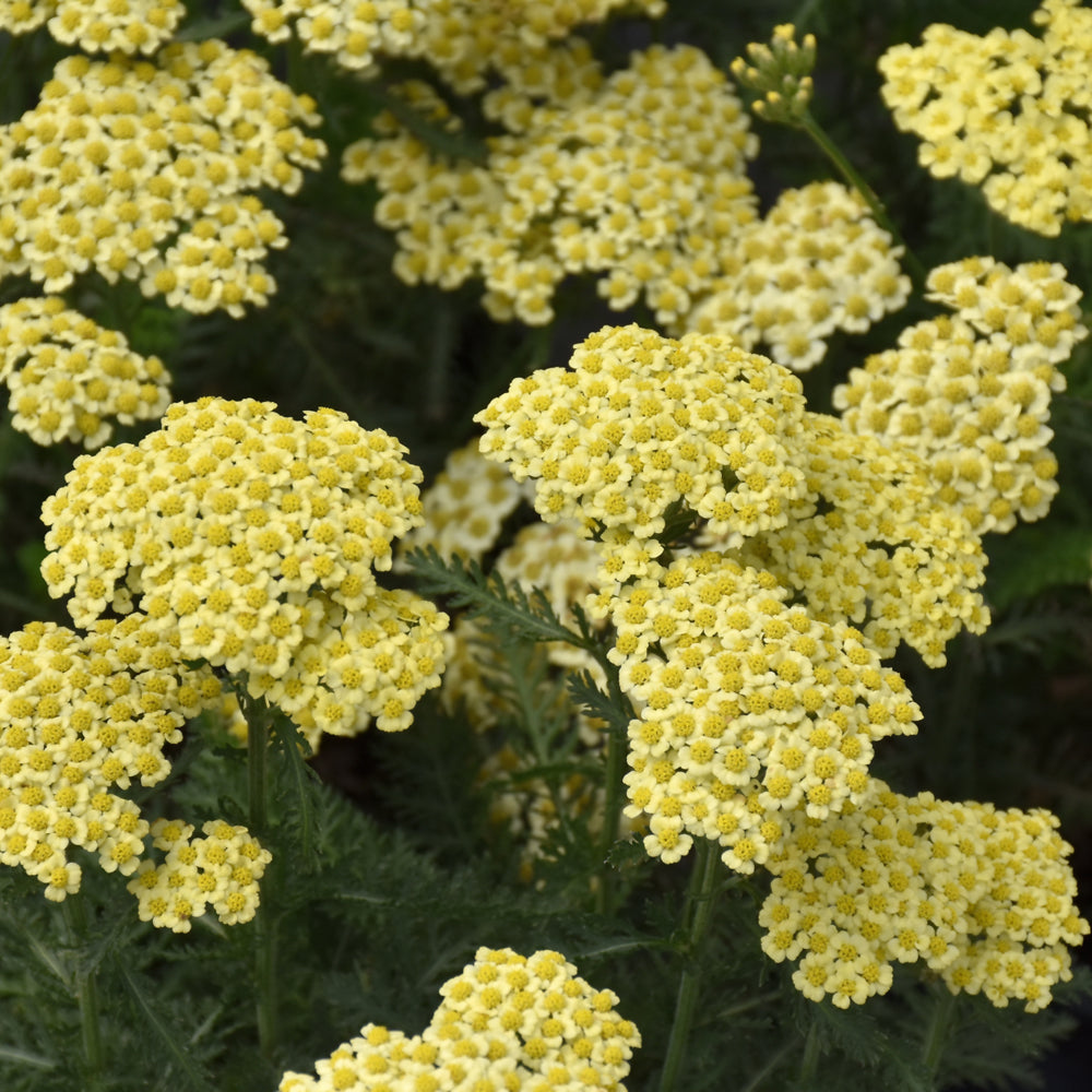 Achillea millefolium 'Sunny Seduction'