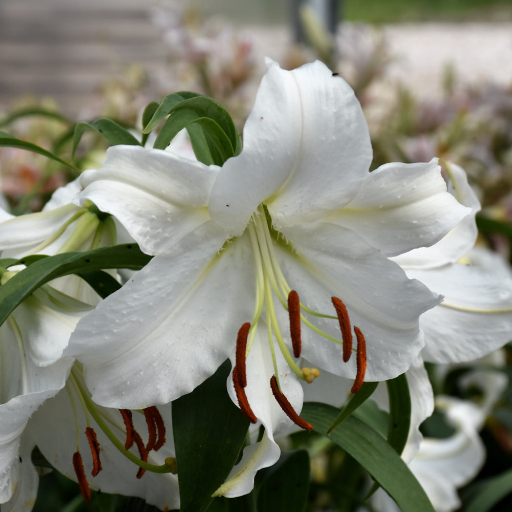 Lilium 'Casa Blanca'