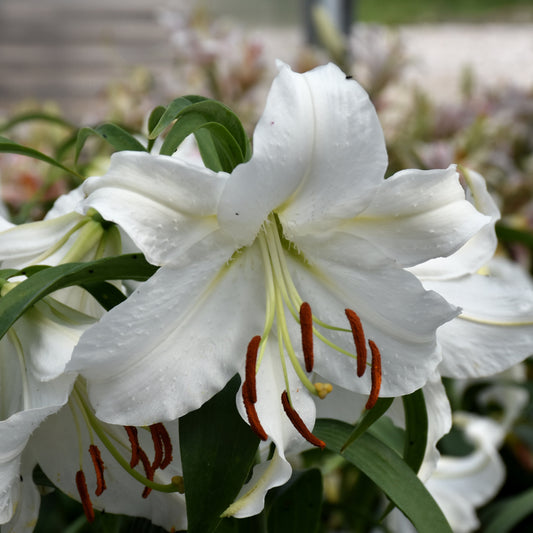Lilium 'Casa Blanca'