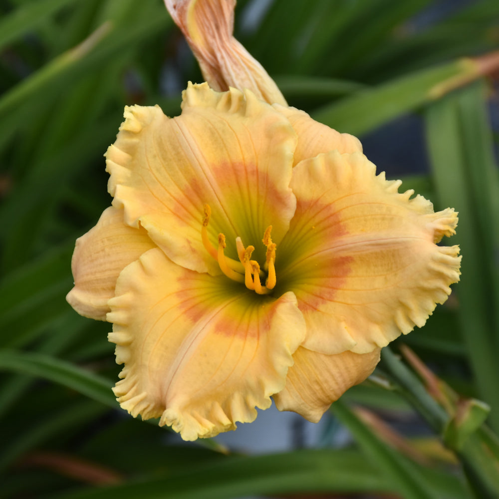 Rainbow Rhythm® Orange Smoothie Daylily