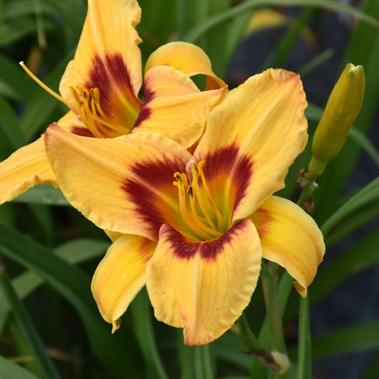 Hemerocallis 'Tiger Swirl'