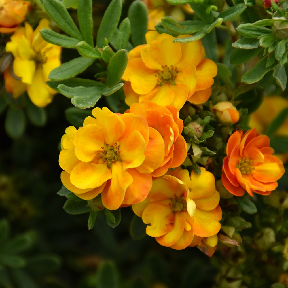 Potentilla fruticosa 'Jefmarm'