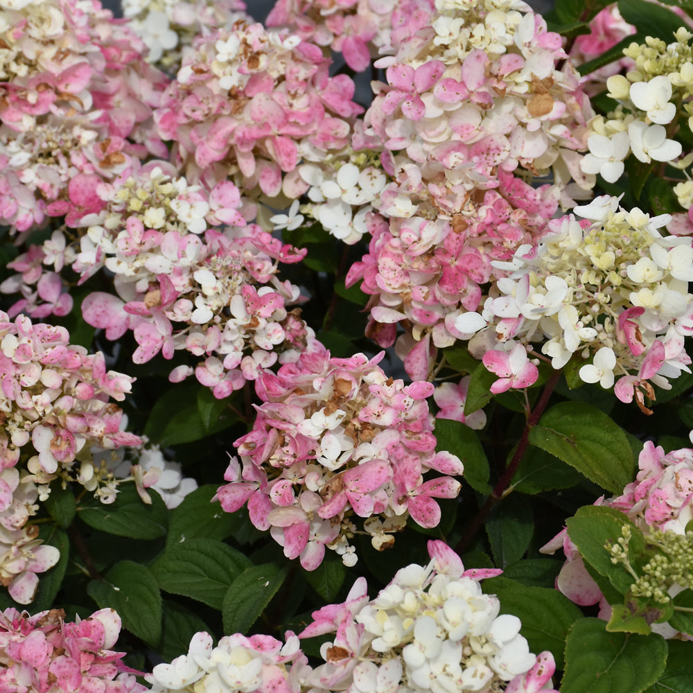 Hydrangea paniculata 'SMNHPK'