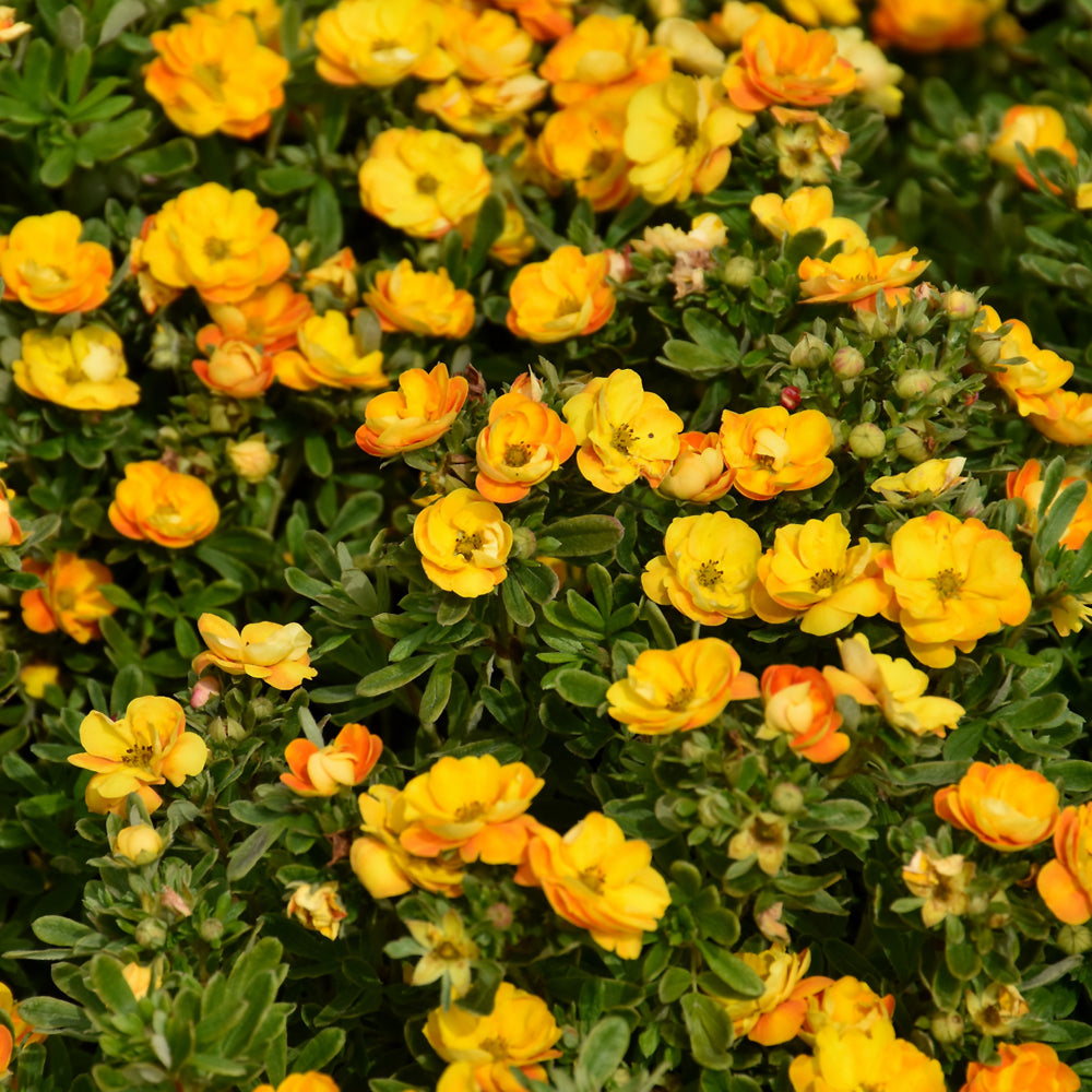 Marmalade® Potentilla