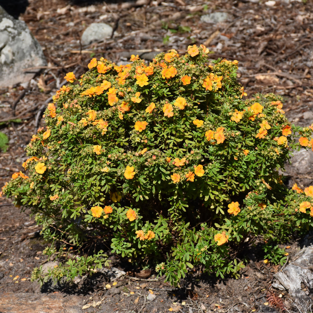 Marmalade® Potentilla