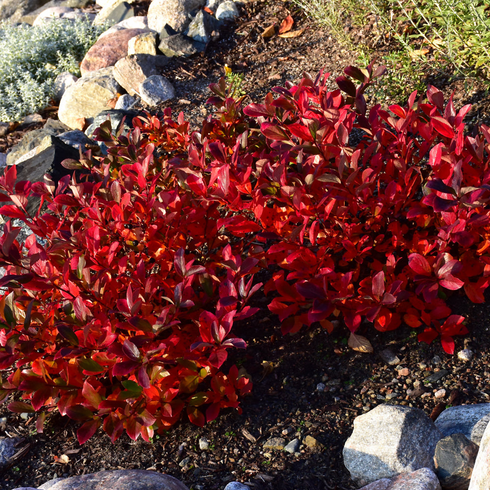 Low Scape Mound® Aronia