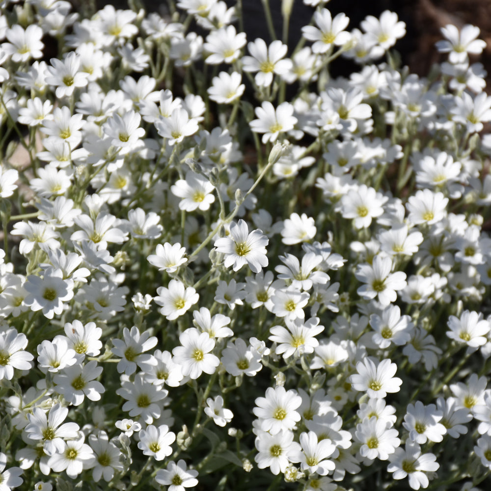 Cerastium tomentosum 'Yo Yo'