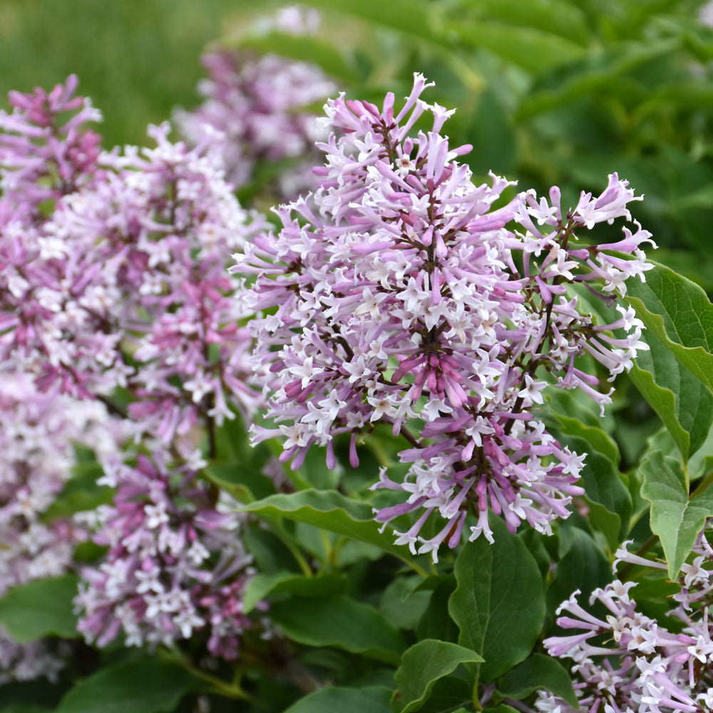 Syringa 'Jeflady'