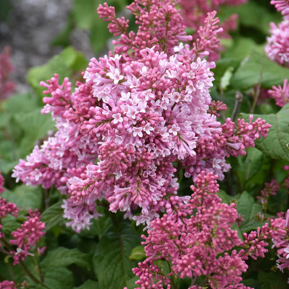 Syringa x prestoniae 'Jeftin'