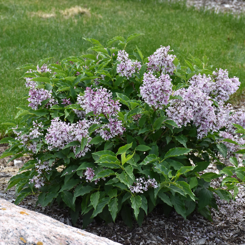 Little Lady® Lilac