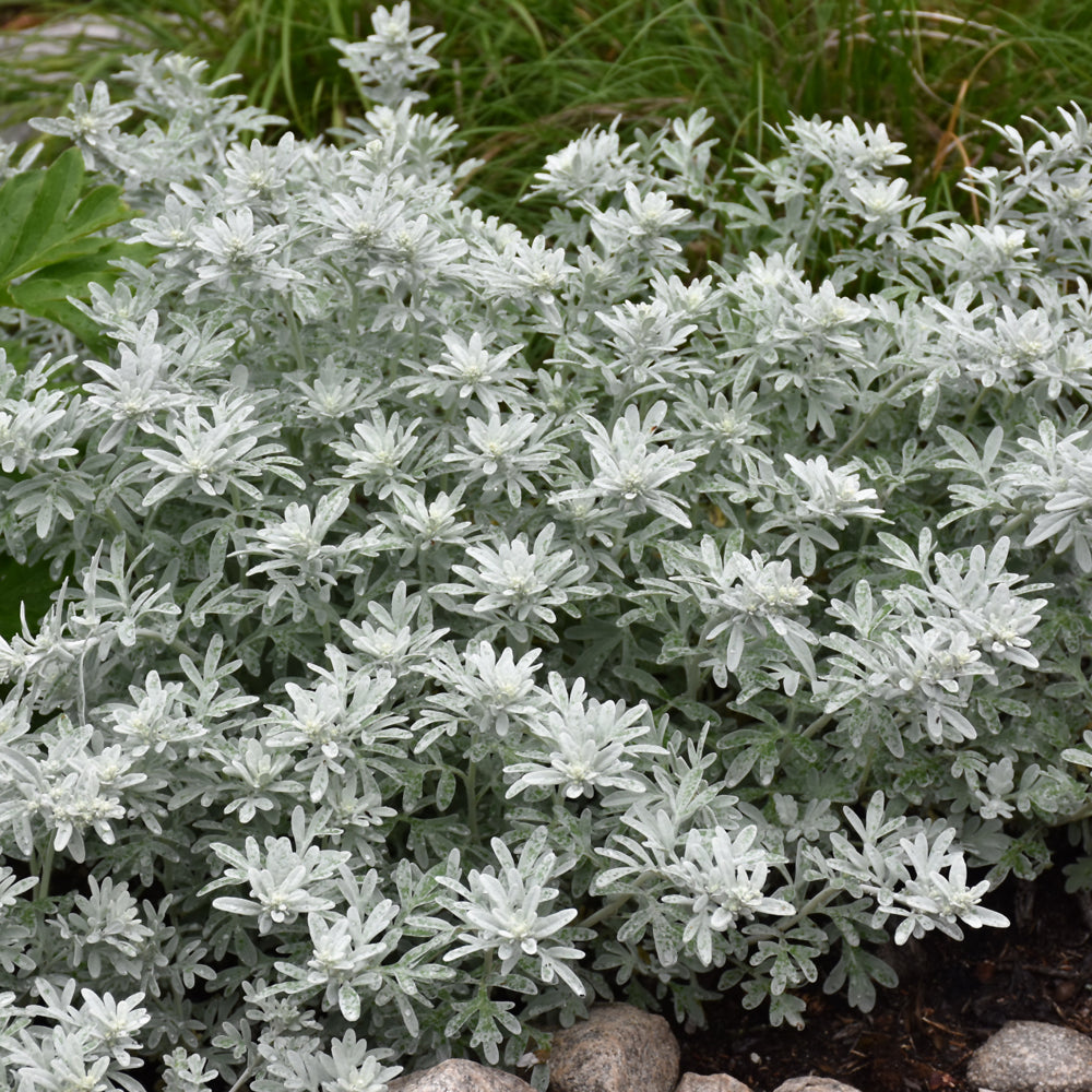 Silver Brocade Artemesia