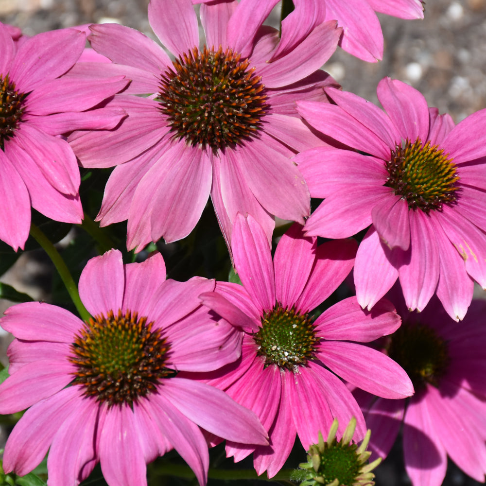 PowWow Wild Berry Coneflower